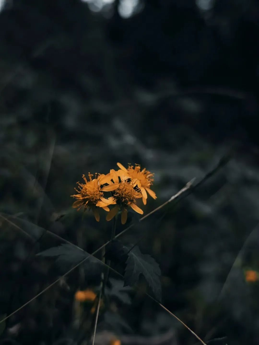 18361682770725_.pic.jpg 图片