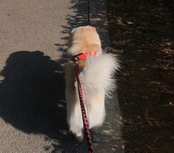 广东省第五届宠物文化节在乐平镇开幕