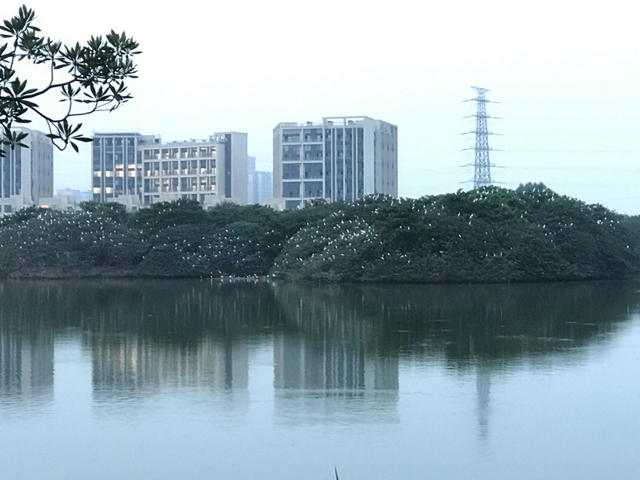 佛山禅城鹭鸟观测基地将上新！抢先看→