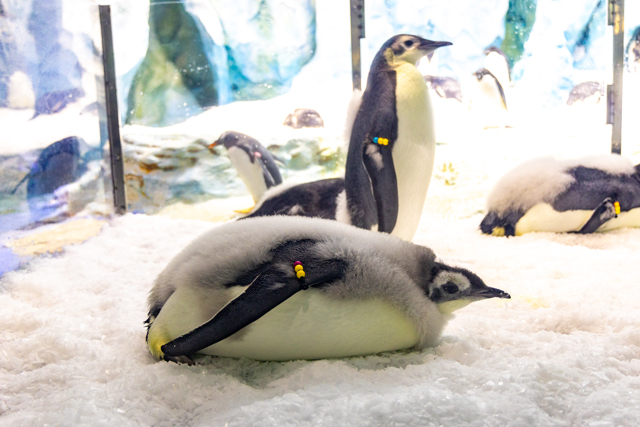 长隆企鹅酒店盛大举行帝企鹅“毕业”首展，引领游客探索南极生态奥秘