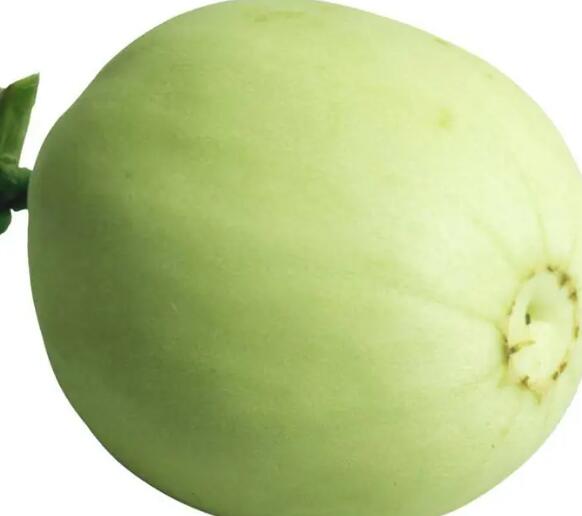 乐平雪梨瓜：盛产于广东省三水区的营养美味佳品