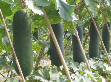 三水黑皮冬瓜：营养丰富，口感绝佳的广东省传统农产品