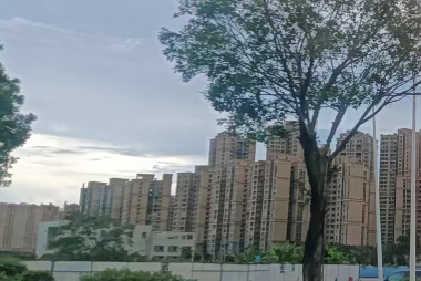 禅城龙舟何以出圈出海？