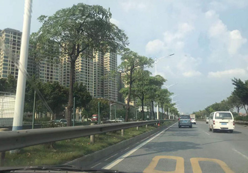 东华路——佛山市高明区的繁华动脉