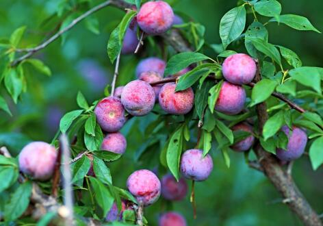 彰显信宜品质，天猫携手信宜银妃李开启溯源直播