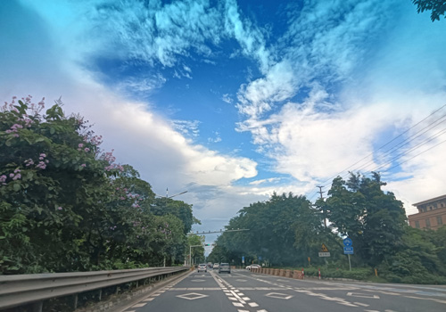 顺德月季路：绽放的魅力通途