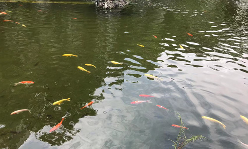 乐从国家水利风景区：顺德的水韵华章