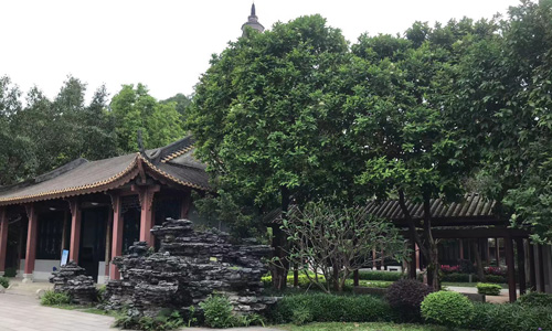 顺风岛热带植物引种园开展清表工作