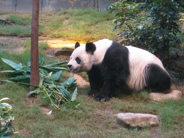 香港海洋公园最新研究 揭示在人类照顾下全球最长寿雄性大熊猫与栖息地的联系
