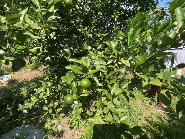 佛山农技下乡惠及种养殖业   沼肥让陆叔果园起死回生  案例应上报