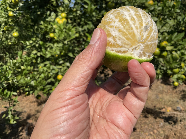 树高叶绿  果满枝头  佛山帮扶工作人员考察德庆农技项目