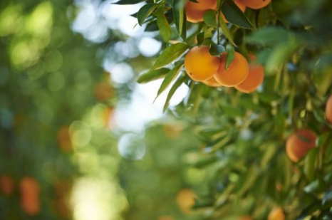 谷雨润万物，橙香养身心——美国新奇士脐橙清新上市